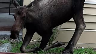 Moose Serenely Grazes in Front of Apartment