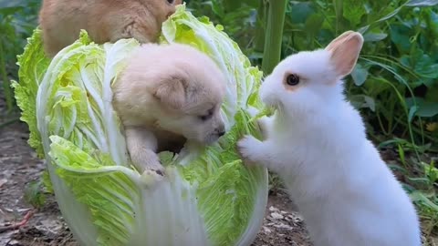 Cat loving by Rabbit 🐇 🐰 💖