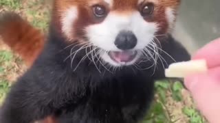 Have you ever seen a Red Panda 🥰❤️