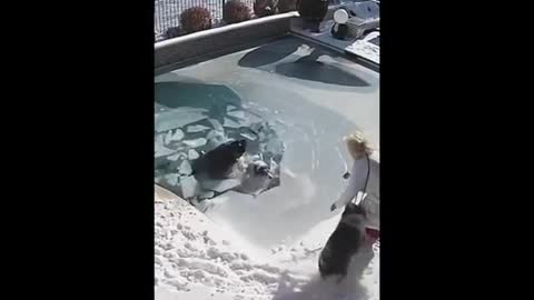 Beautiful rescue of a dog under the ice