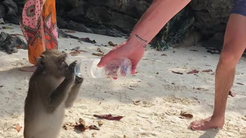 Thirsty Thai Monkey