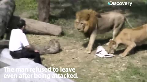 lion Attacks On Man Shocking News