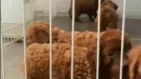 cute puppies playing in the cage happy and excited