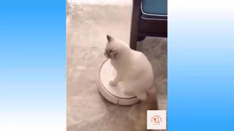 Cute and Funny Cat Videos Compilation #02