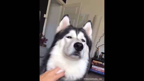 Cute and Funny Huskies