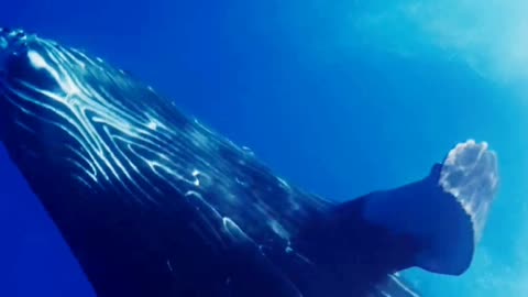 Magical moments under the surface with the humpback whales