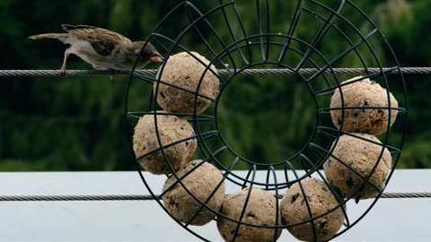 Bird food bank