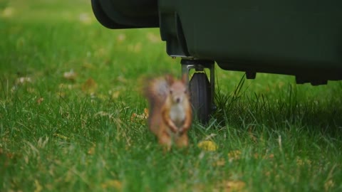 Squirrel running on the grass at autimn park