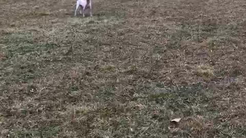 Pup running around the field