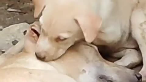 Puppy playing your mom ear.