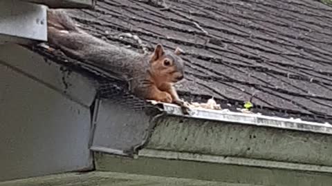 A Squirrel