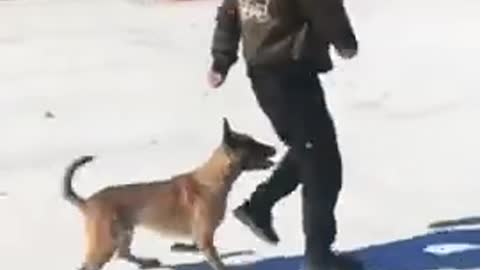 Doge training