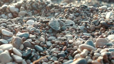 Newborn turtle crawling on stones to sea