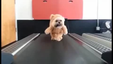 Cute fluffy Dog starts training with treadmill | Adorable dogs training videos.