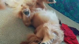 Golden gets angry at owner who took away his pillow