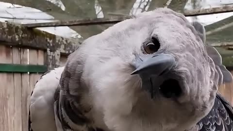 Beautiful Eagle shows off his incredible head turning capability.