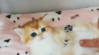 Funny and Cute Cat Videos #232