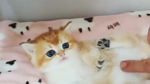 Funny and Cute Cat Videos #232