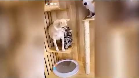 Funny cats and dogs compilation of gags