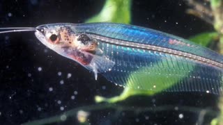 The Invisible Glass catfish