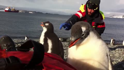 Wild baby Penguin befriends man on beach