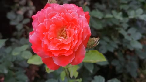 red rose flower