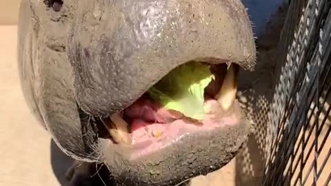 Babby Hippo eating green