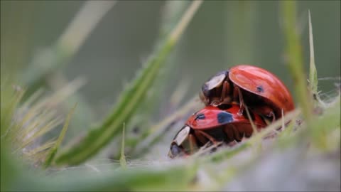lave.ladybugs