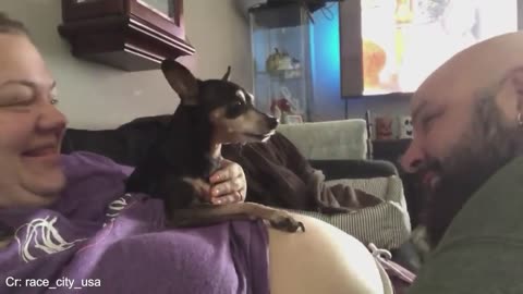 Having Protective Dogs are Awesome😄 Funny Dog and Human Video 2024