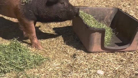 Hay Play: Petunia the Pig's Rolling Fun! 🐷🌿