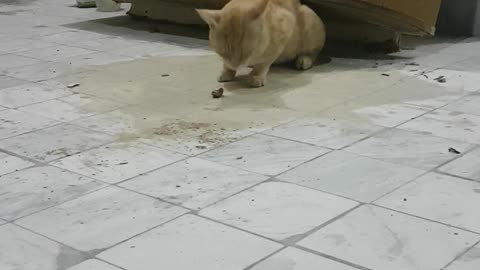 mano cat eating bbq meat ;)