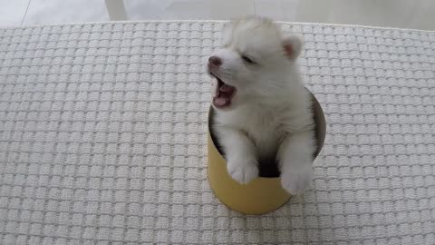 Cute And Funny HUSKY Puppies Compilation # 1