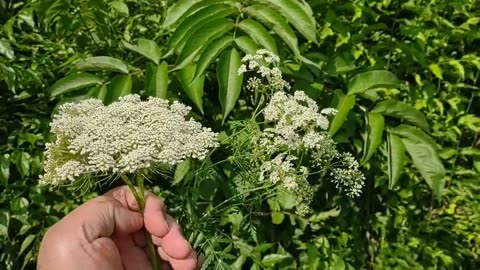 Useful Plants #8 Elderberry, Poison Hemlock, & Queen Anne's Lace Side by Side