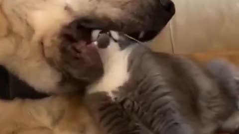 Awwww..... So Cute dog and cat