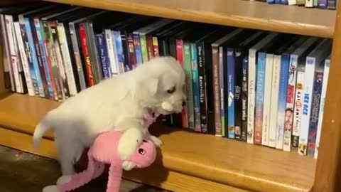 Puppy Tries To Put Toy On A Shelf, Ends Up Falling