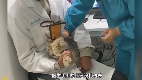 Funny video collection of cat and dog injection