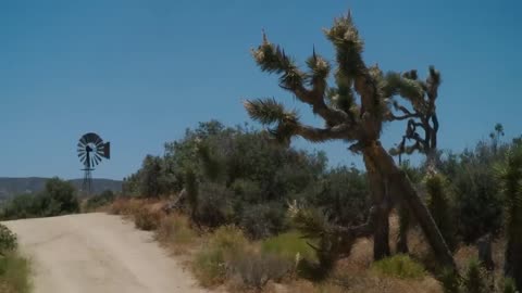 Joshua Tree National Park | Legends, Disappearances, and Survival Stories