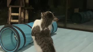 Boxer Cat Trains For the Big Match