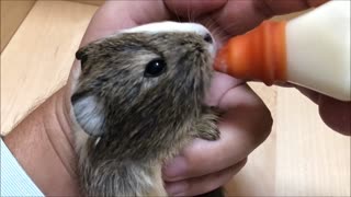 Baby Guinea Pig