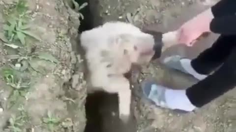 Small boy trying to help the lamb