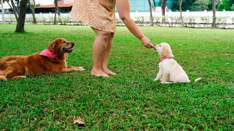 Feeding the little dog Cute Dog little Dog