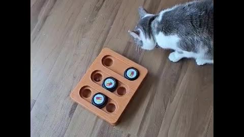 Mr. Rocky The Cat Searches Out Treats in Sushi Treat Finder