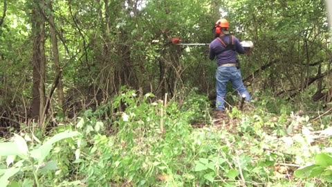 Invasive Bush-honeysuckle Removal: Pt.2 - Cutting the Bushes