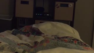 White dog laying in bed snoring