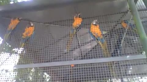 Many blue macaws in the park, they are beautiful birds! [Nature & Animals]