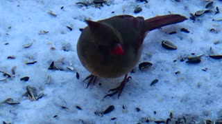 Cardinal