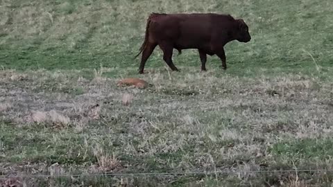 Red Poll Bull Challenging Other Bulls