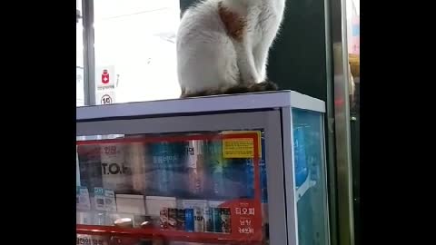 A cat guarding a convenience store