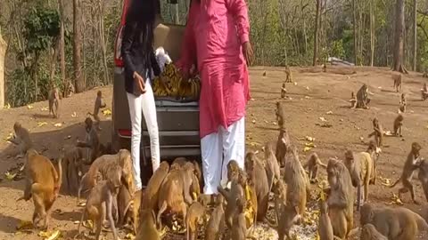 Kind man brings food to monkeys- Monkey Life