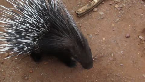 Baby Porcupines May Not Be Cuddly, But They Sure Are Cute!